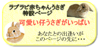 うさぎベビーコーナー